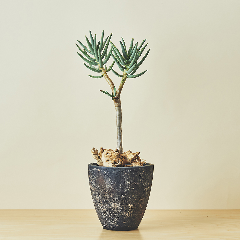 アロエ・ラモシシマ / 盆栽、多肉植物、塊根植物、観葉植物通販/KIDORI