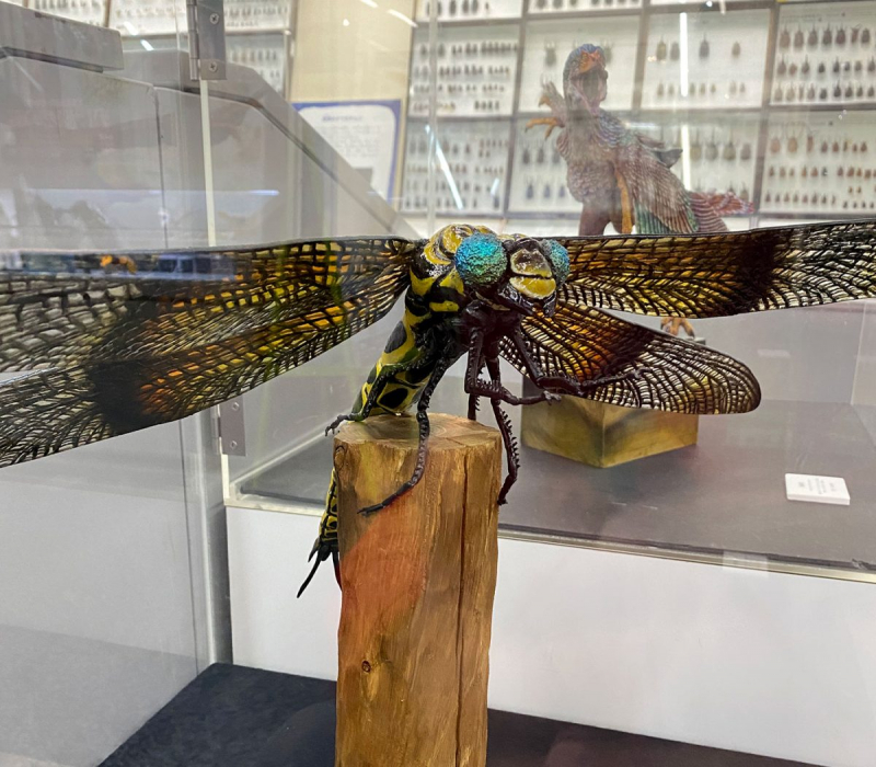 巨大トンボ「メガネウラ」など 新作の展示も 伊丹市昆虫館『海洋堂