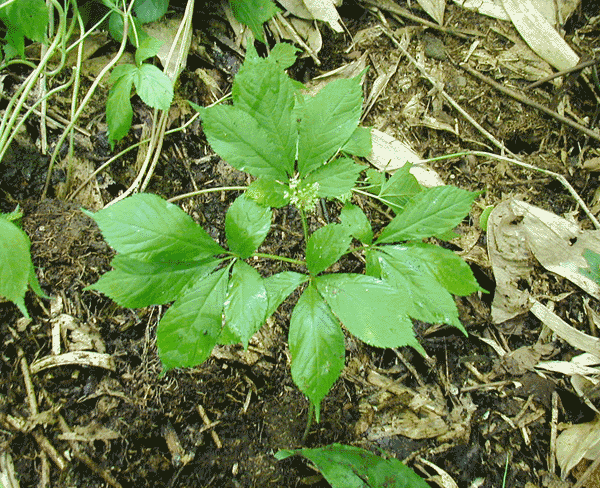 トチバニンジン/チクセツニンジン 苗（中） 1本 - 北の山菜Web3号店