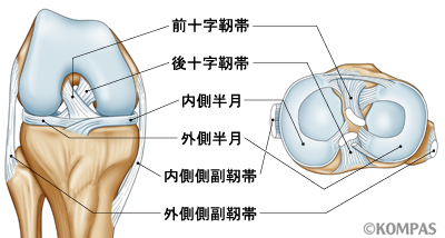 膝靱帯・半月板損傷 | KOMPAS – 慶應義塾大学病院 医療・健康情報サイト