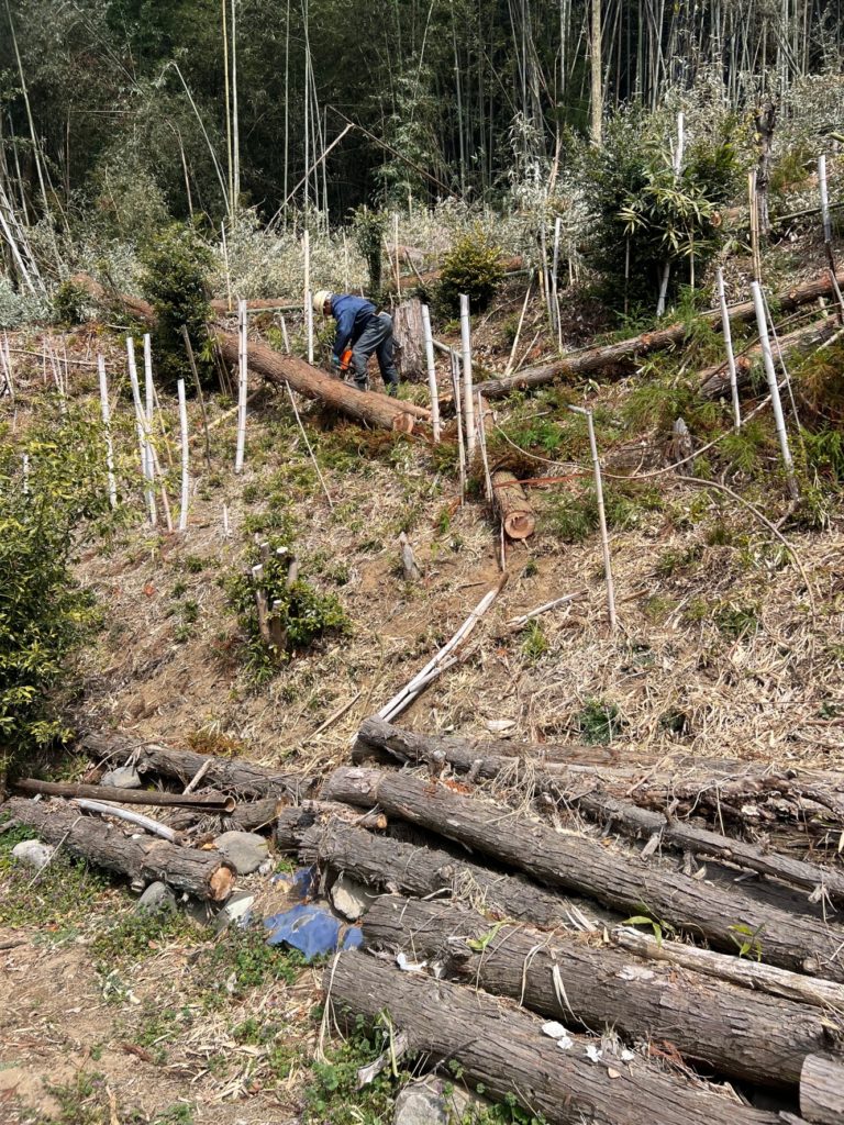 里山、竹林、杉山保全工事」についてご紹介いたします！！ | 小林建設