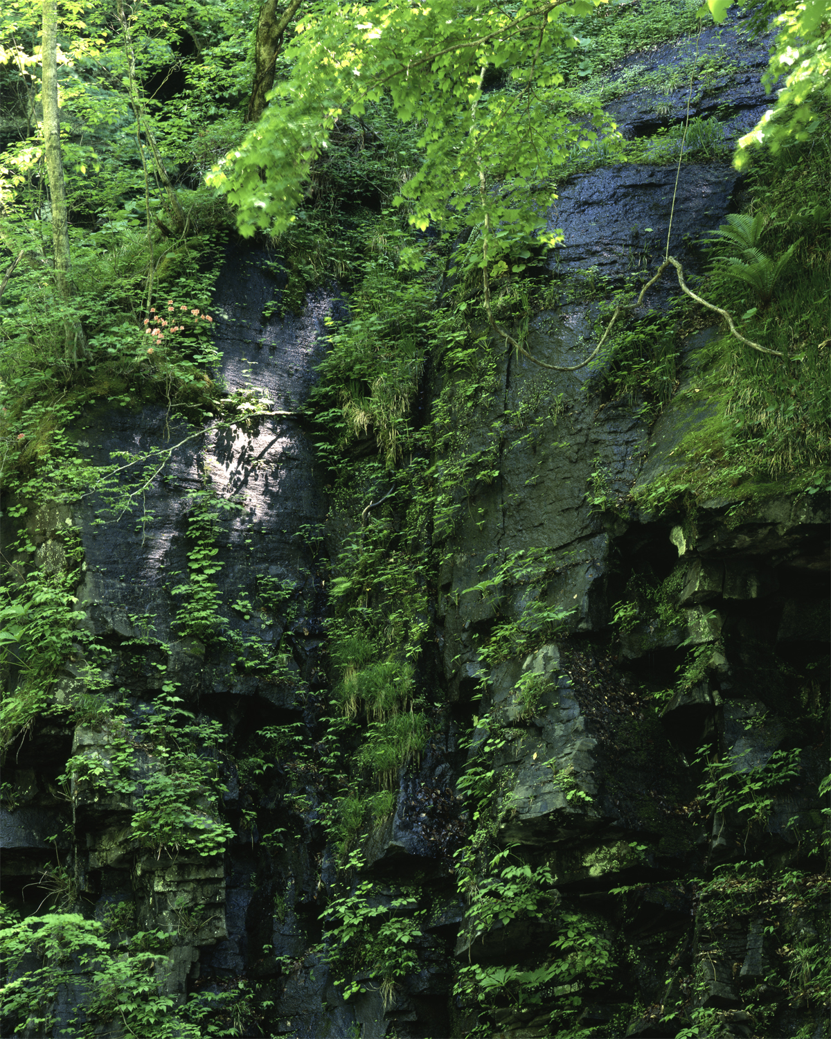 第178話 ニコン Nikonの大判レンズ ニッコール NIKKOR-M 300mm 1：9