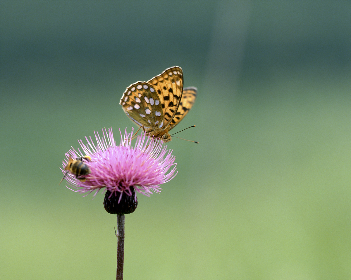 第156話 フジノン大判レンズ FUJINON W 125mm 1：5.6 応用範囲の広い