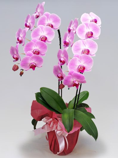 胡蝶蘭大輪(ピンク)2本立 華(はな)｜胡蝶蘭通販のベイサイドフラワー