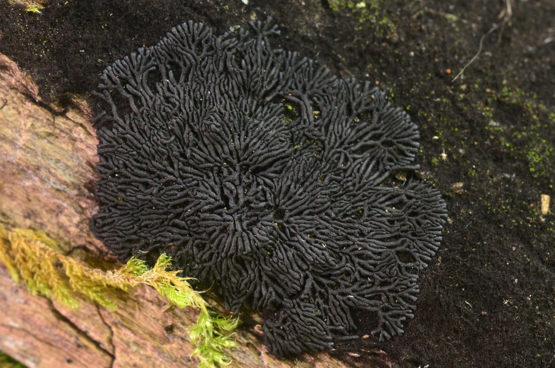 Fungi – The Richard P. Korf Memorial North American Ascomycete Foray