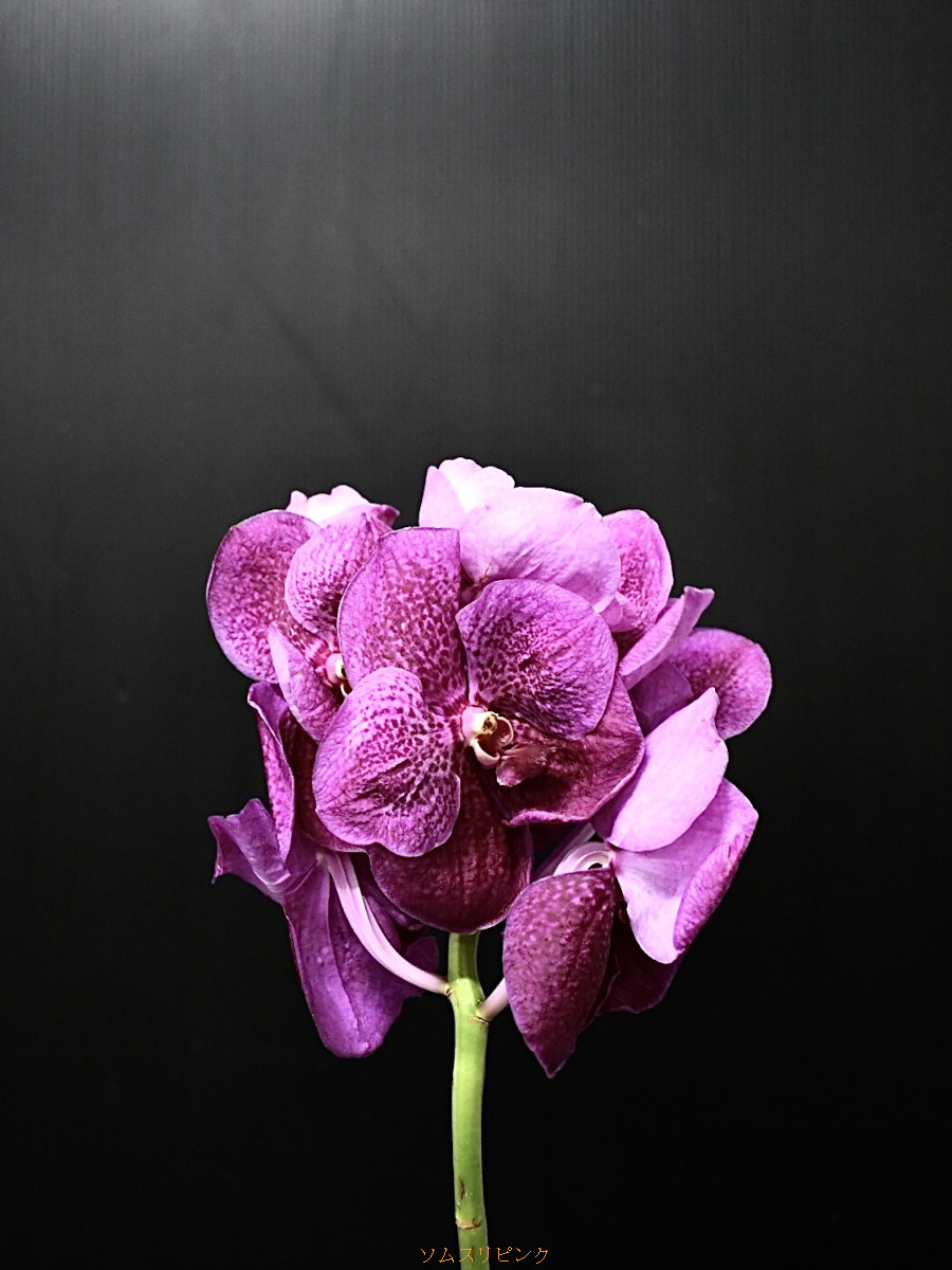 KOTA Photo バンダ ピンク | 九州大田花き