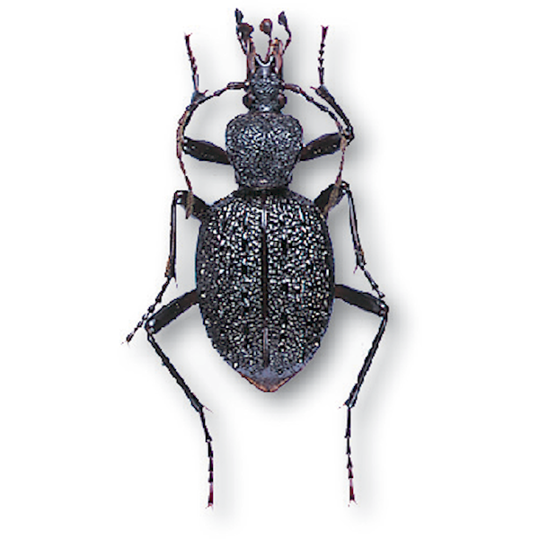 セダカオサムシとは？ 意味や使い方 - コトバンク