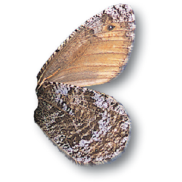 タカネヒカゲとは？ 意味や使い方 - コトバンク