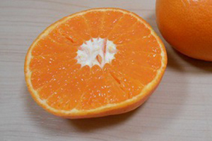 麗紅レイコウ【3年生苗】（接ぎ木・ポット入り）