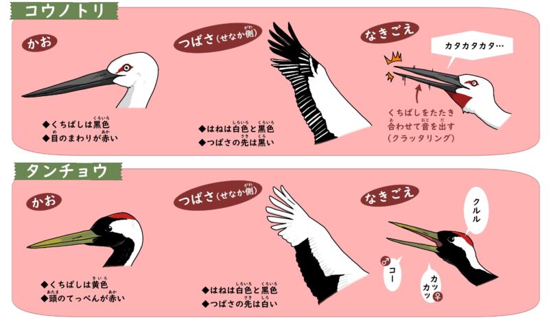 コウノトリの紹介 | 豊岡市立コウノトリ文化館