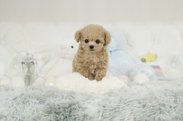 最高級ドワーフ！かわいいかわいいシャンパンクリームの女の子＊52 ID