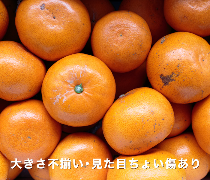 見た目傷あり・大きさ不ぞろいでお値打ち価格の愛媛西宇和産せとか【訳