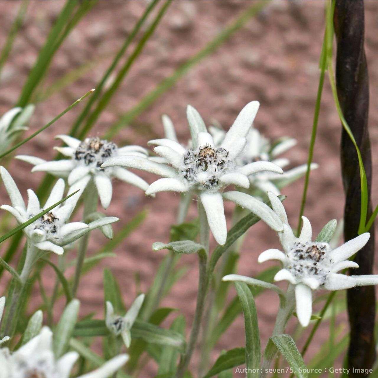 エーデルワイス (セイヨウウスユキソウ) – 取り扱い植物の説明と育て方