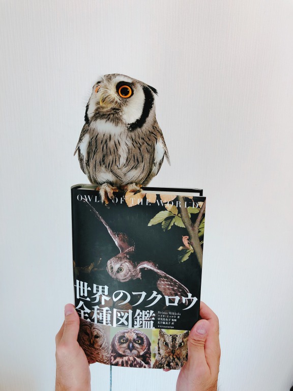 世界のフクロウ全種図鑑｜飼い主おすすめ！これ一冊でふくろう博士