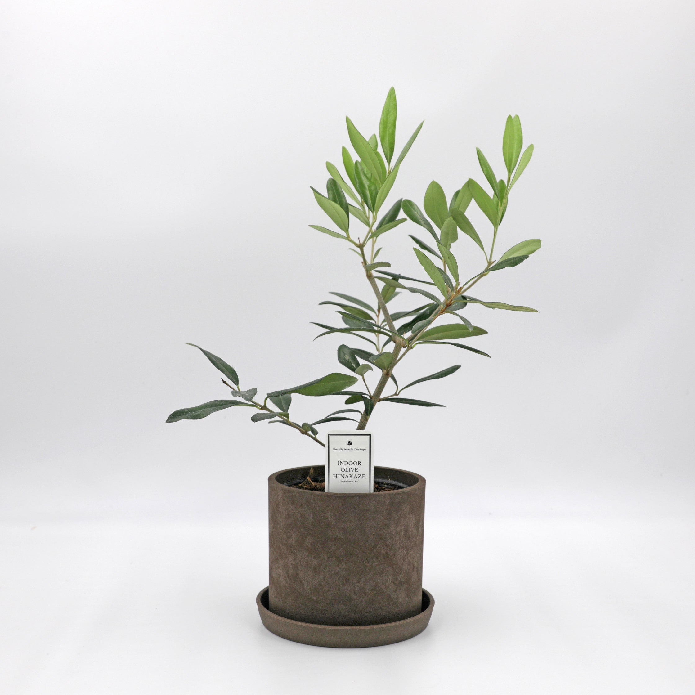 オリーブ ひなかぜ 4号サイズ【観葉植物】【インドアオリーブ】 – KUROKO