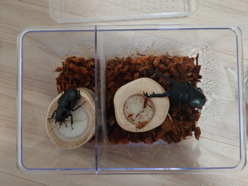 厳選】クワガタ飼育に超おすすめなワインセラー13選！ブリーダーが