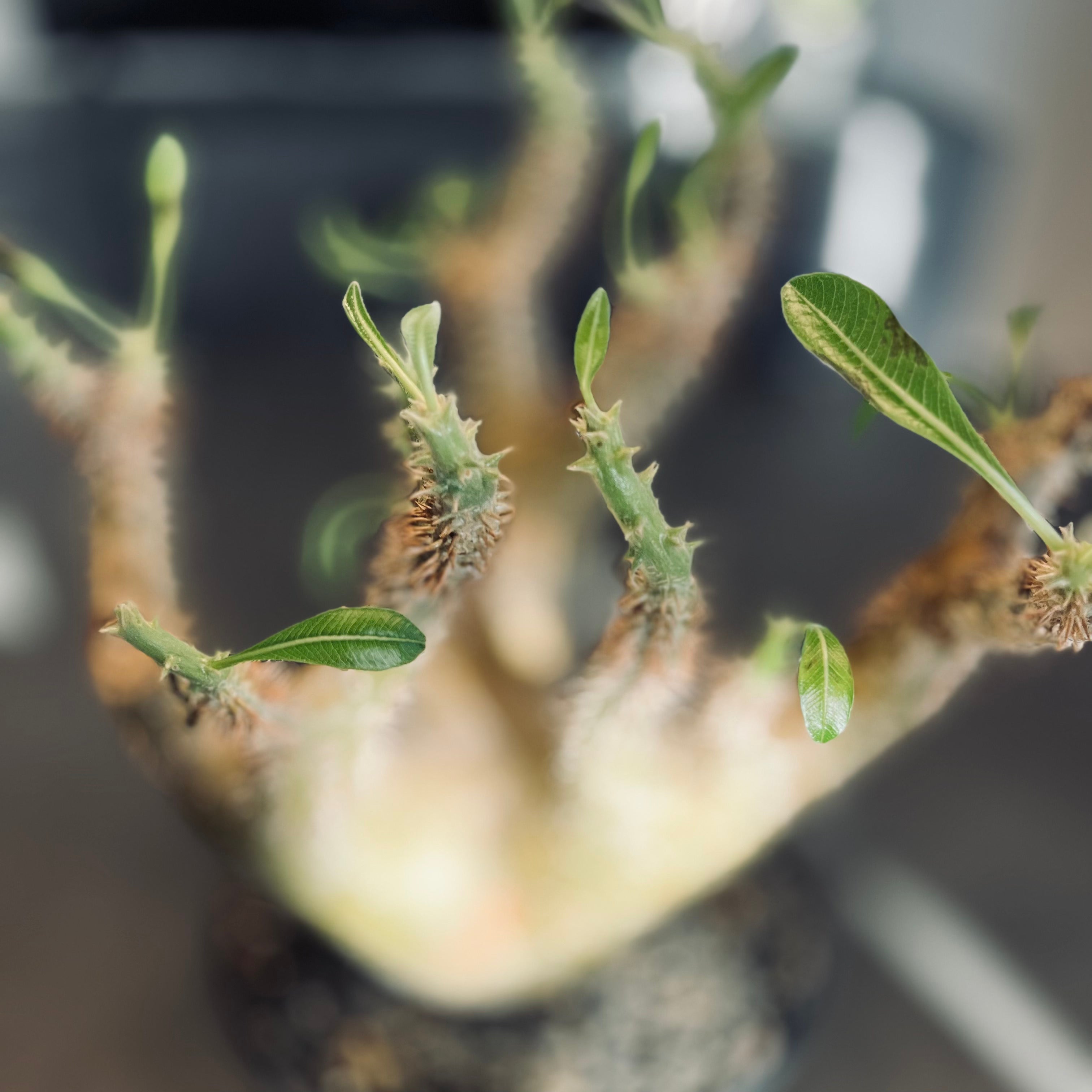 パキポディウム デンシフローラム 現地球 マダガスカル産 大株 国内5年