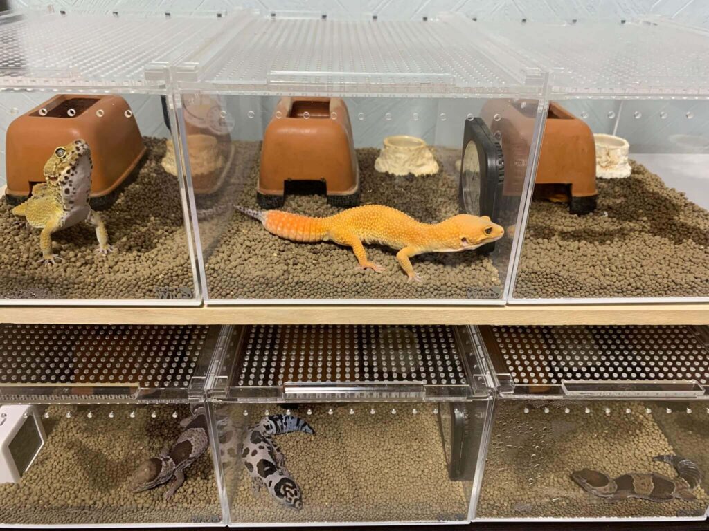 ヘルズ】爬虫類ケージ×6 爬虫類 ケージ⑥