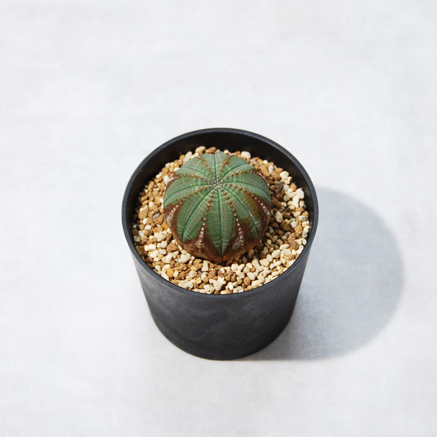 ユーフォルビア オベサ – linkplants -リンクプランツ-