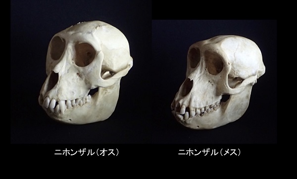 いのちの博物館だより