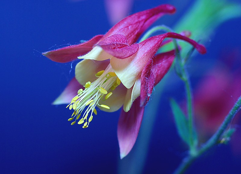 Fujinon EBC Macro 55mm F3.5 Lens Reviews - Fujinon Lenses - Pentax