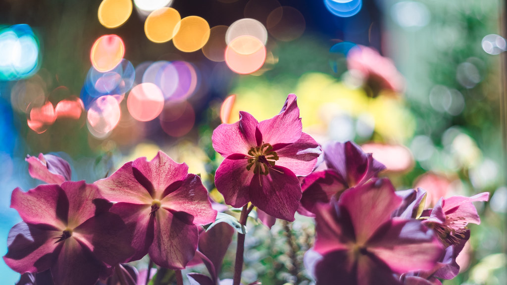 Isco-Gottingen Westromat 50mm f1.9 - DSCF0327 | Isco-Gotting… | Flickr