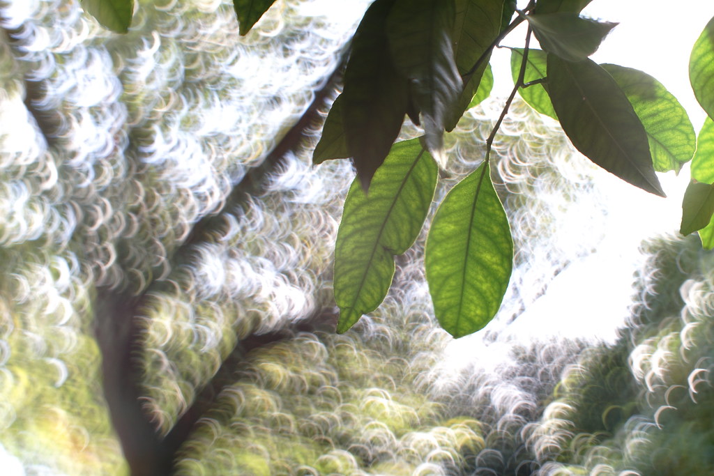 オールドレンズ】Super-Multi-Coated TAKUMAR 55mm F1.8宝石レンズの