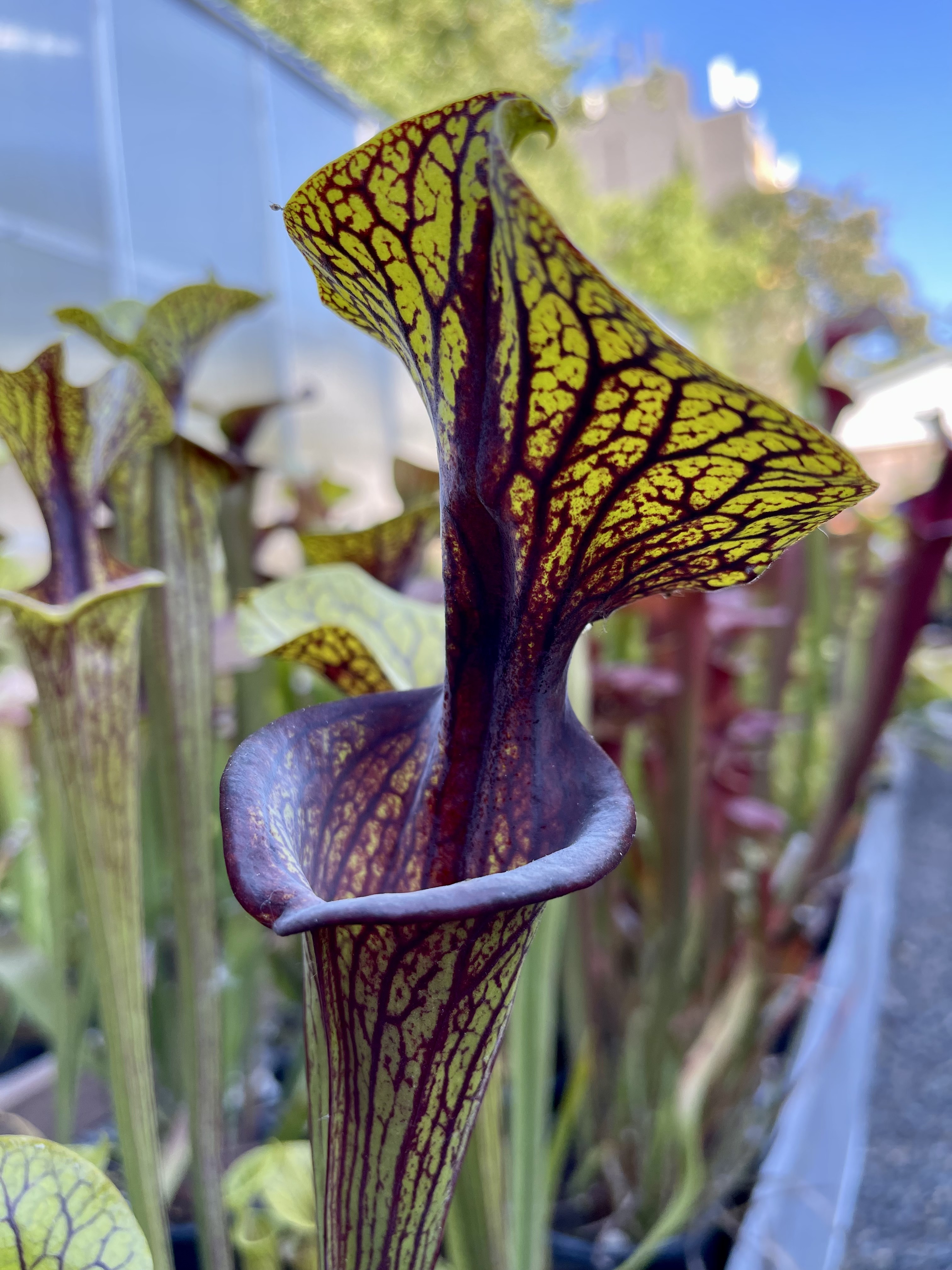 flava ornata (Improved Black Veins x MK F88) Select | The