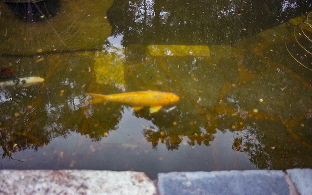 This Old Lens: Yashica 28mm f/2.8 (C/Y Mount) – Eric L. Woods