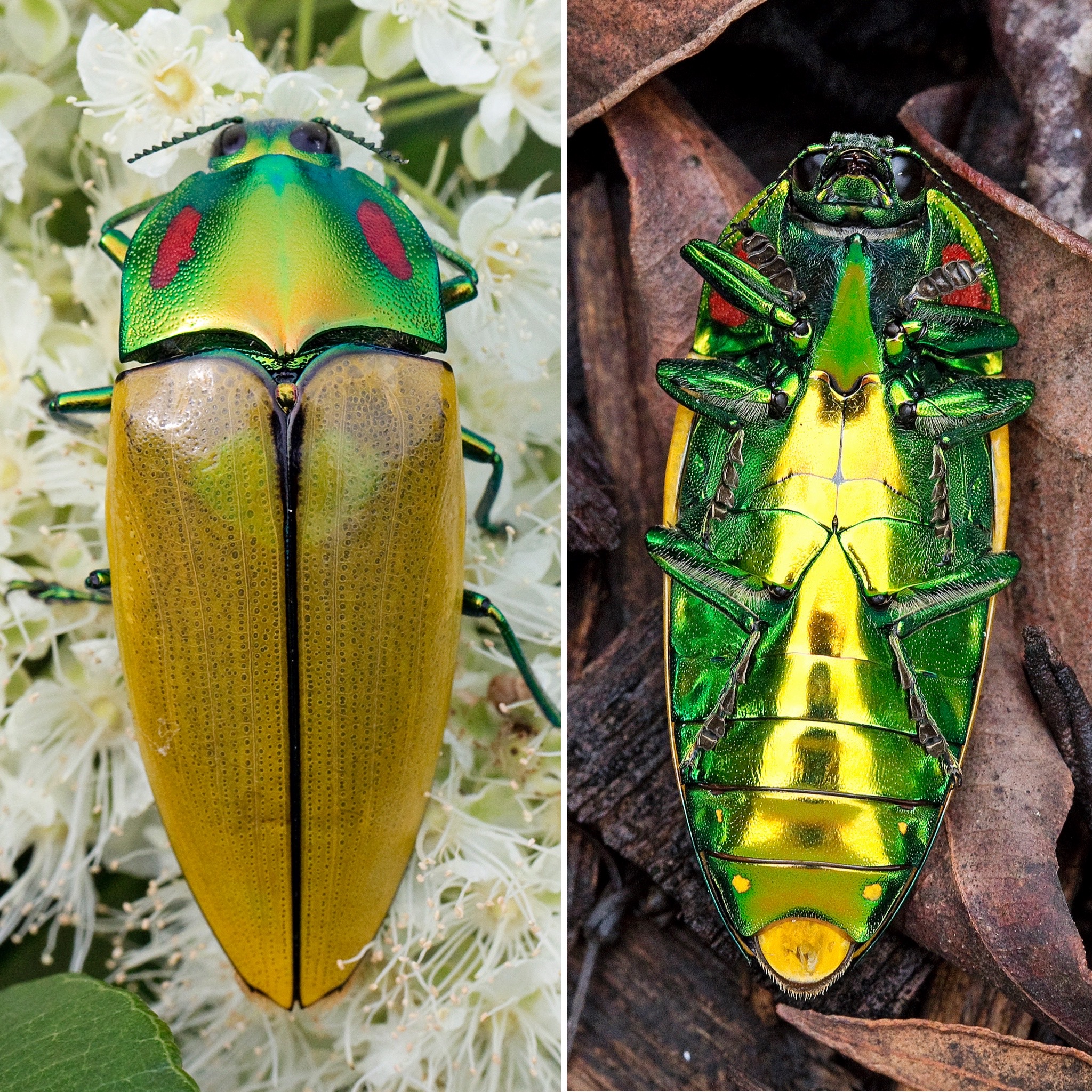 Calodema regalis – Australian Insects