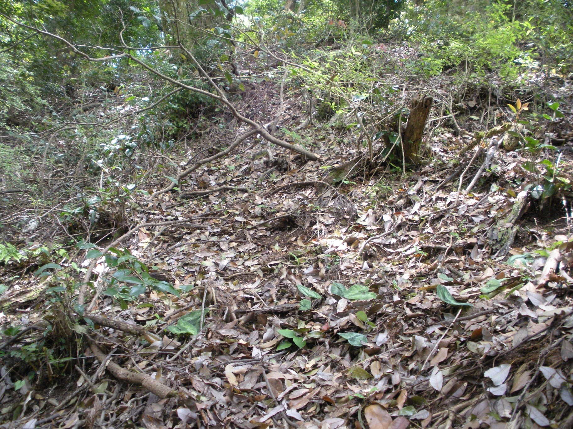 自生地NOW033 ヒロクチカンアオイ : 南九州植物園