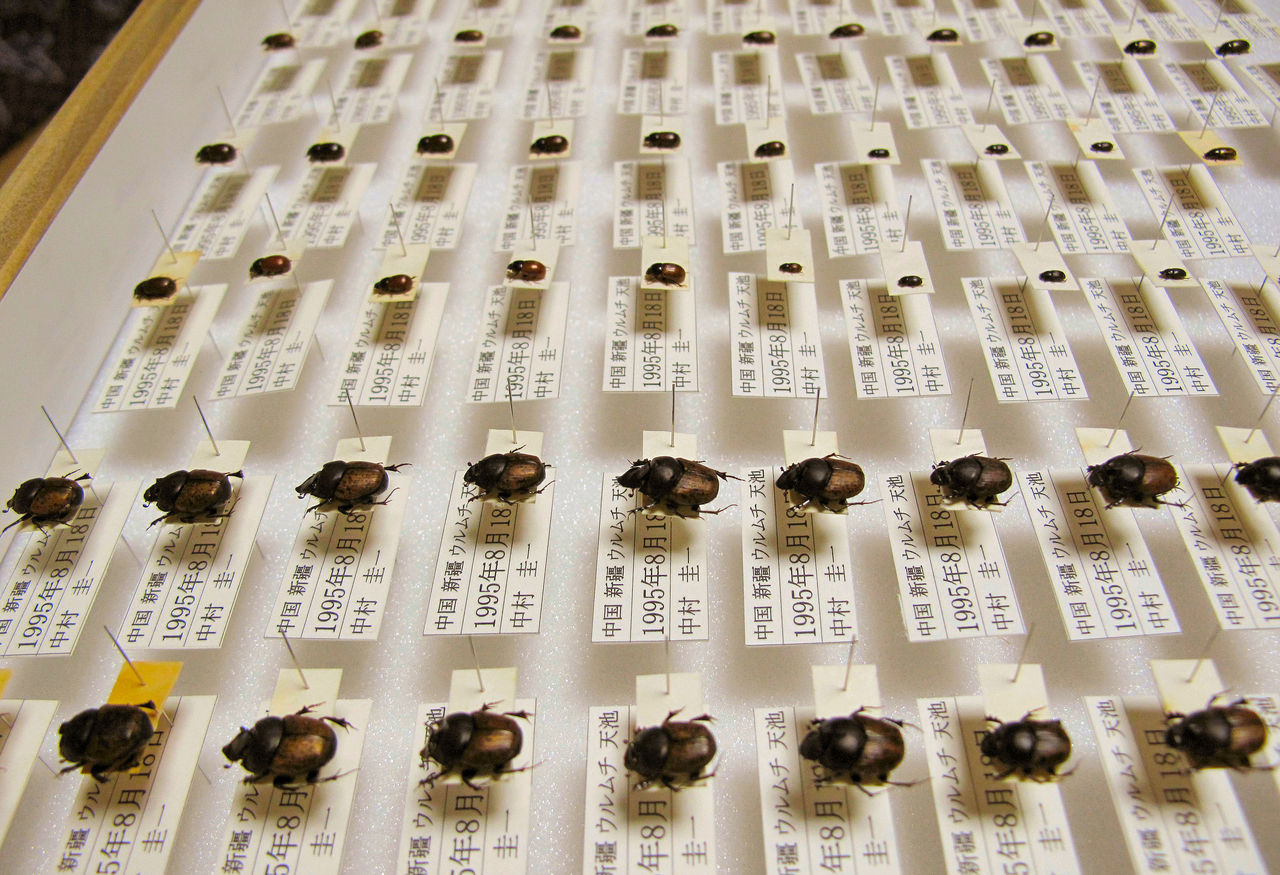 衝撃！発見!！チャバネエンマコガネ20匹 : むしむしブログ