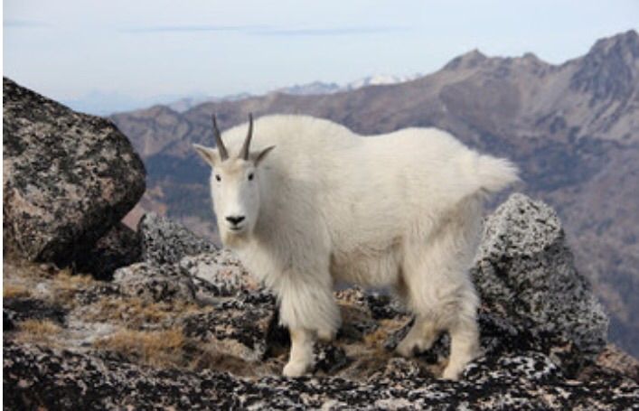 カシミア.アルパカ.アンゴラ…(^_^)☆ : africasi official blog