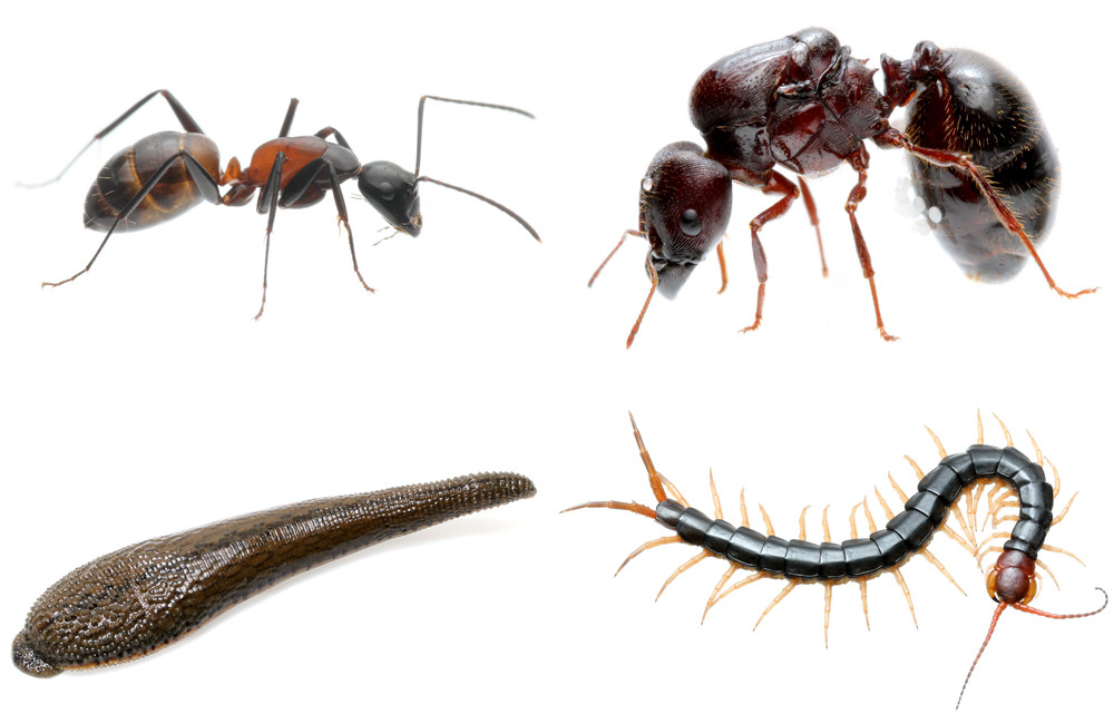 蟻マシーン2号ミニ販売再開！ : ありんこ日記 AntRoom