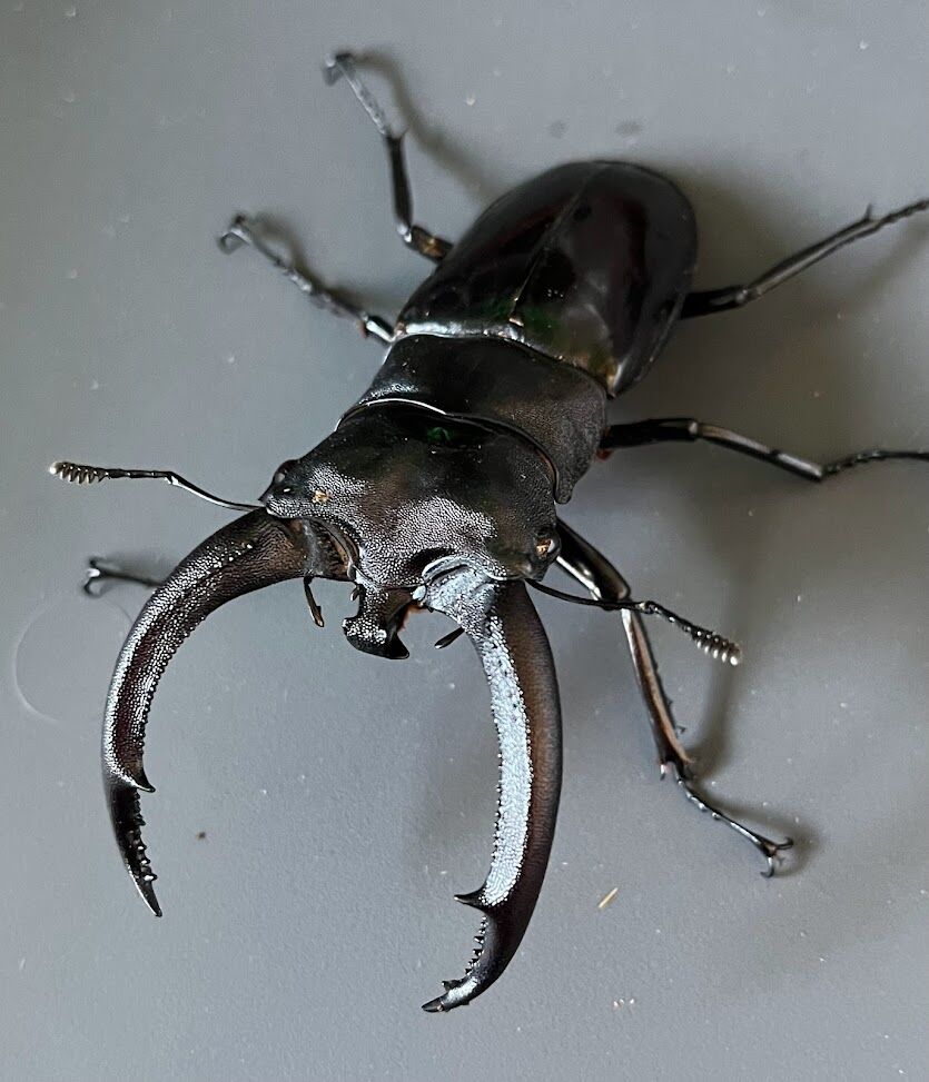 リノケロスフタマタクワガタ(スマトラ) 飼育記 : ででんね's Labo