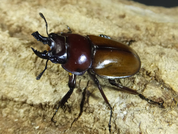 ワイルド！！チャイロマルバネ＆ヤエヤママルバネ : カブトクワガタ