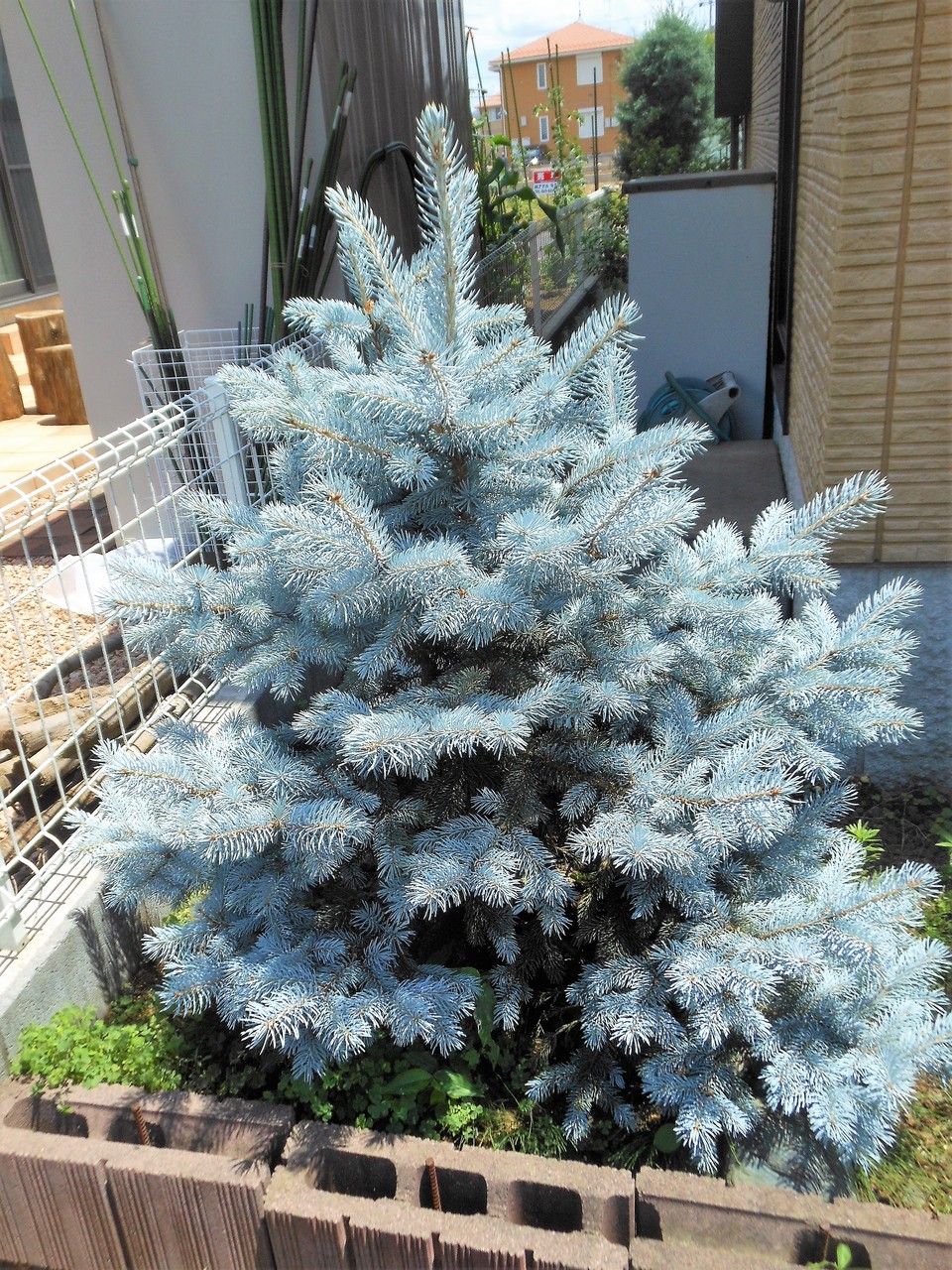 プンゲンストウヒ』【ホプシー】1-3 : 【BOTANICAL MAJESTY】