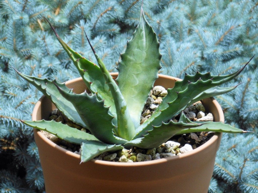 アガベ』 【サルミアナ フェロックス ローガン カルホーン】 : 【My