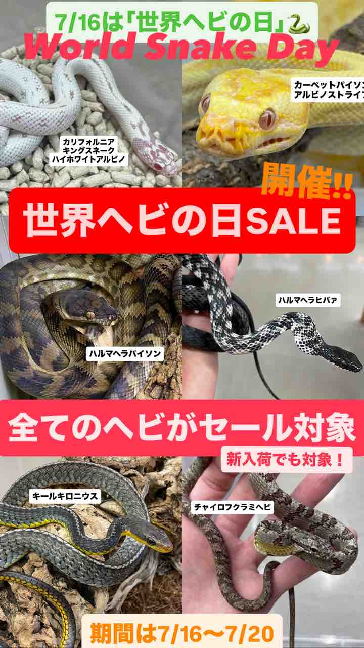 世界ヘビの日セール! 開催!! : 爬虫類倶楽部