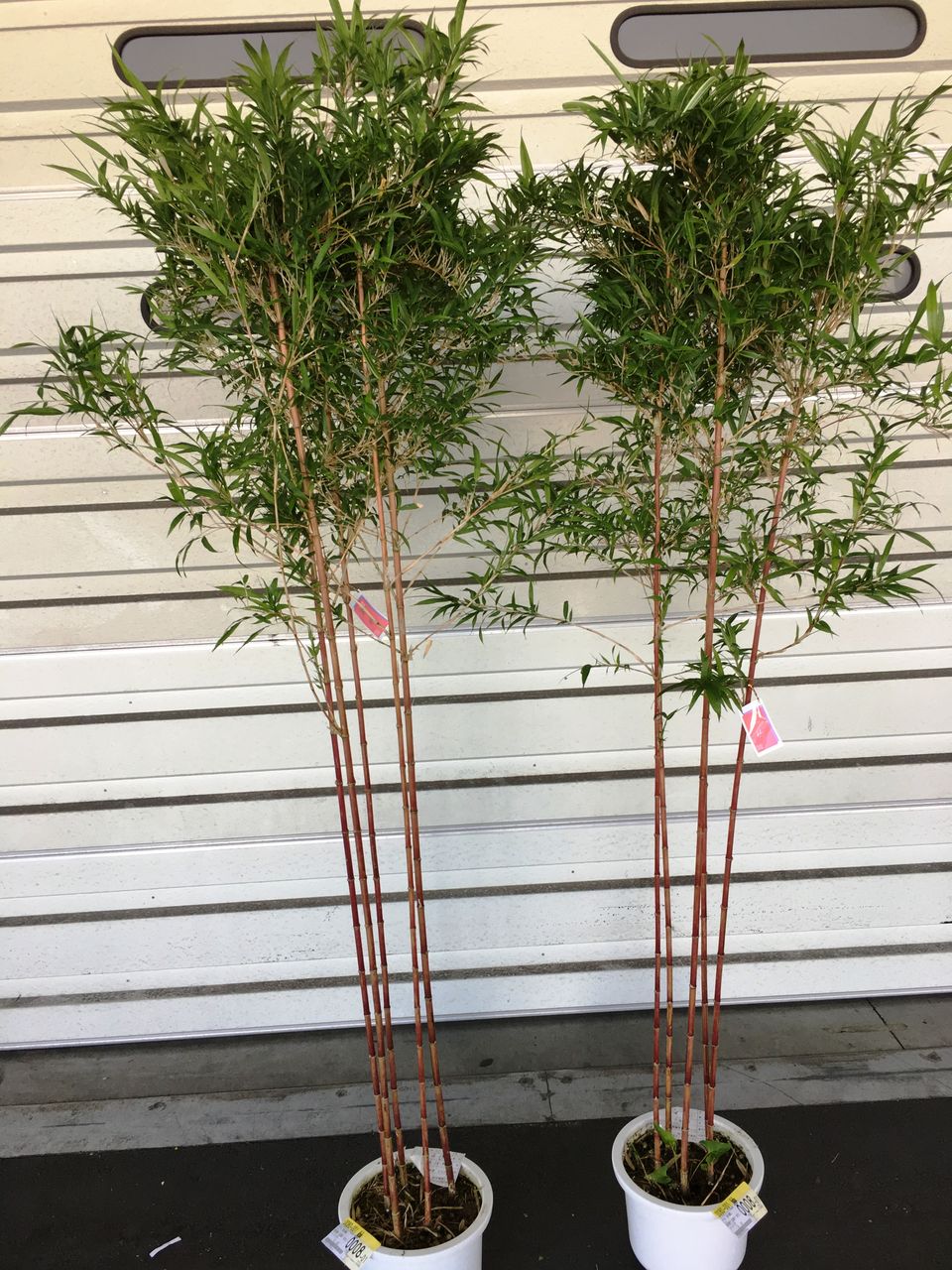 竹の鉢植え販売 : 花重 京都 hanajyu