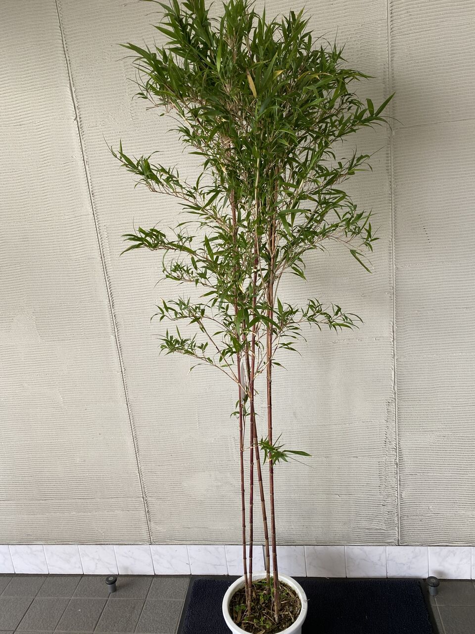 竹鉢販売朱竹入荷 : 花重 京都 hanajyu