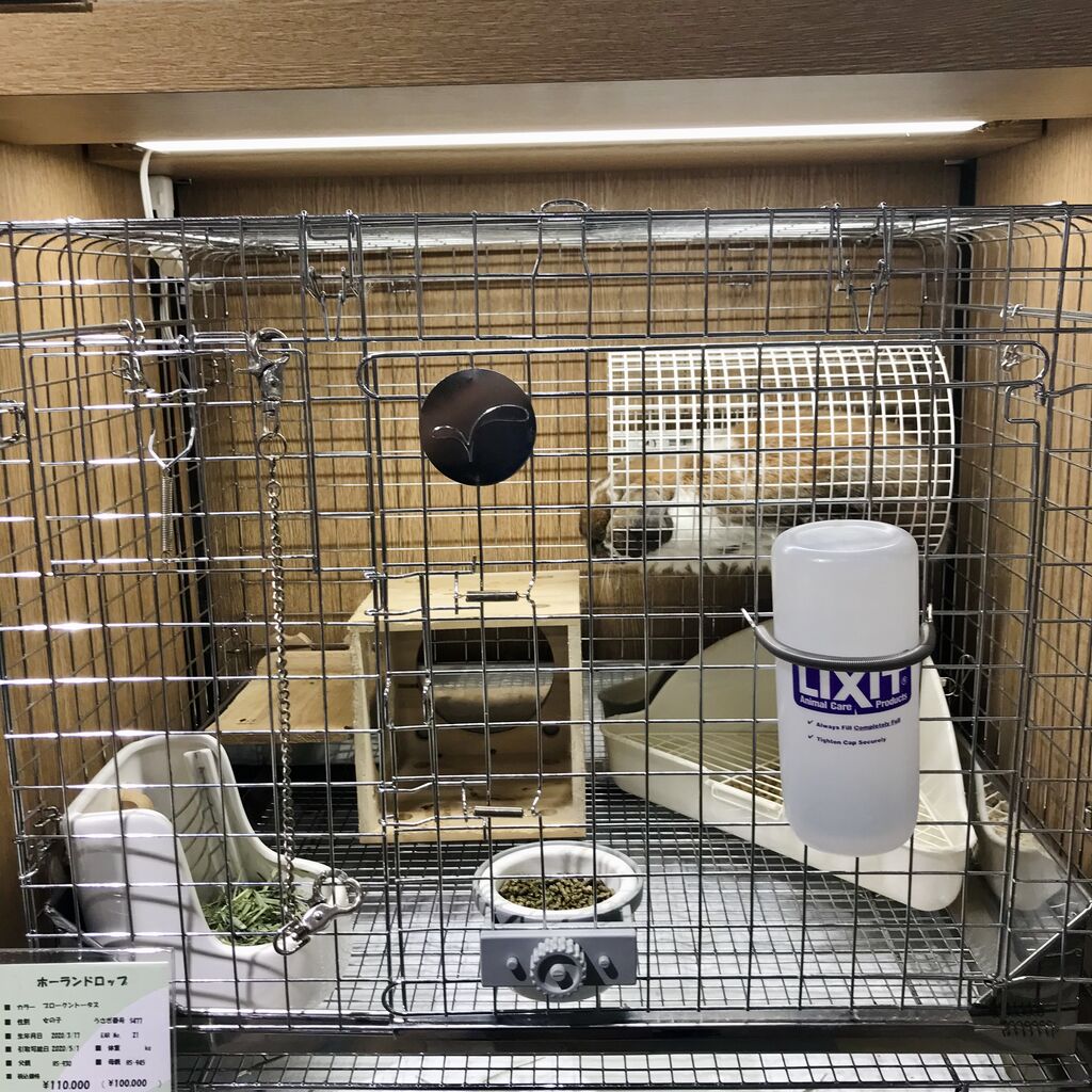 ケージアレンジいろいろ : うさぎブログ うさぎのしっぽ公式ブログ