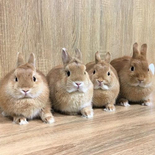 洗足店の美うさぎさん達♪ : うさぎブログ うさぎのしっぽ公式ブログ