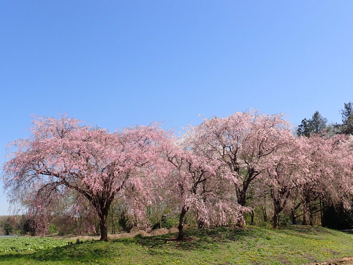 日本花の会結城農場のサクラ 4月10日 : 岩殿満喫クラブ 岩殿 Day by Day