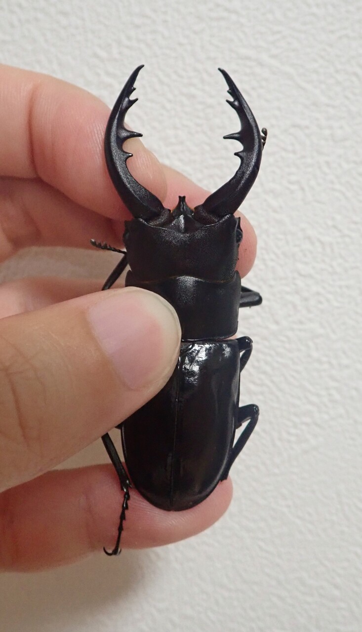 トクノシマノコギリ（WF1）飼育記 : NEOの虫採りはいじゃんぷ