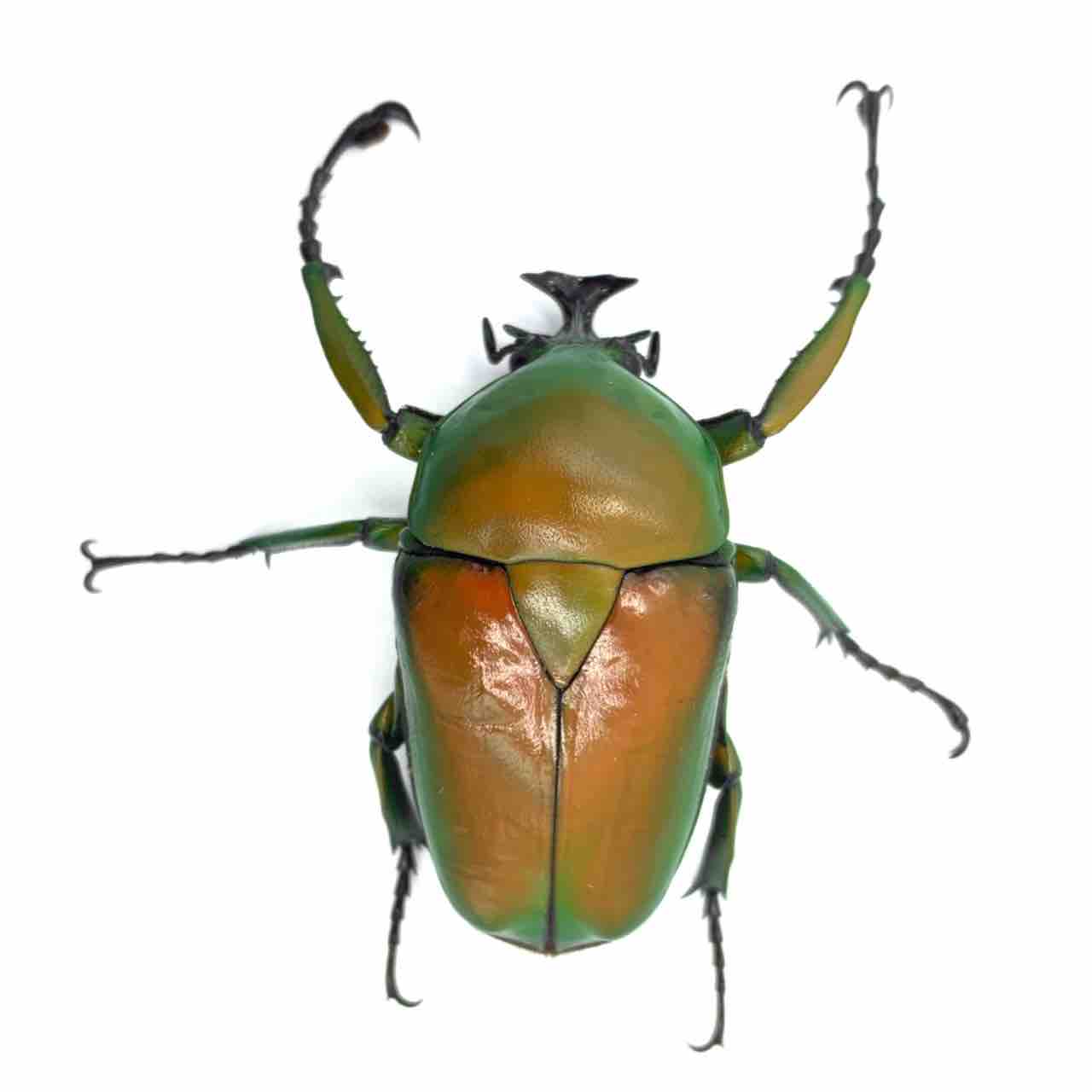 オオツノカナブン(Dicrorhina micans) 飼育記 : GOKUSAISHIKI