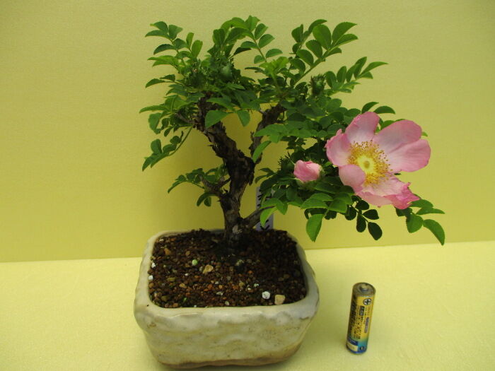 箱根山椒薔薇（ハコネサンショウバラ）」の花 : 「じぃじ」のミニ盆栽日記