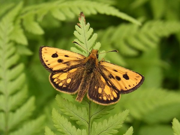 カラフトタカネキマダラセセリ : スジエビの不思議