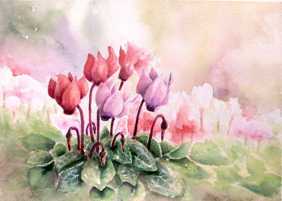 2022.12 シクラメン : シニアから始めた透明水彩画