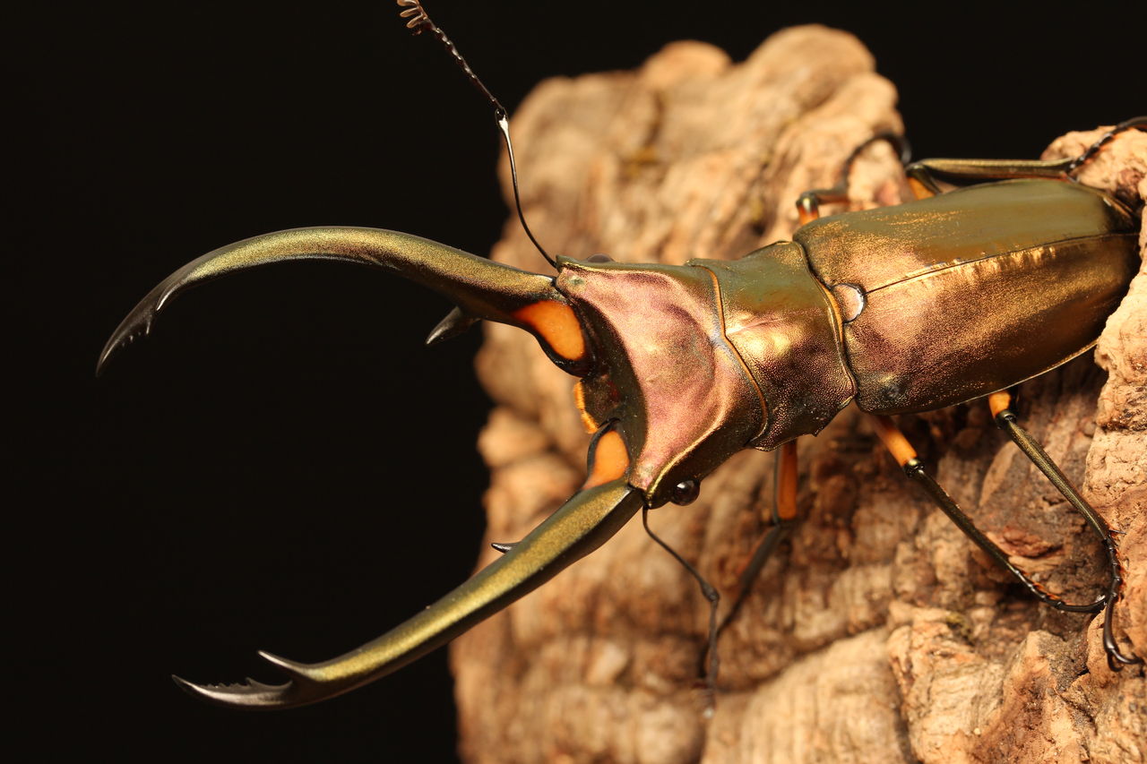 エラフスホソアカクワガタ飼育記 : オオカブトの部屋